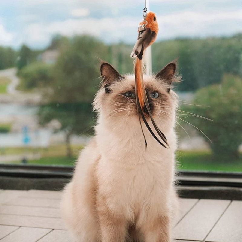 50% korting - PawTease™ kitten speeltje voor aan de muur - Laatste Verkoopdag