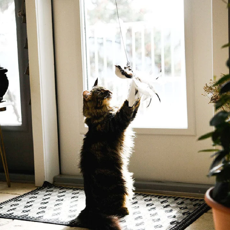 50% korting - PawTease™ kitten speeltje voor aan de muur - Laatste Verkoopdag