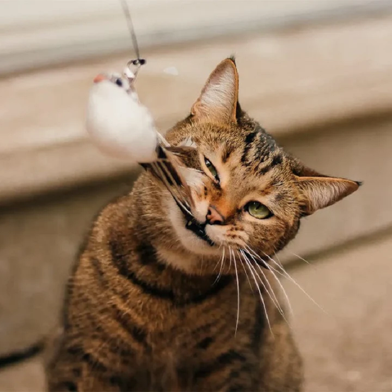 50% korting - PawTease™ kitten speeltje voor aan de muur - Laatste Verkoopdag